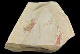 Two Miocene Pea Crab (Pinnixa) Fossils - California #177023-1